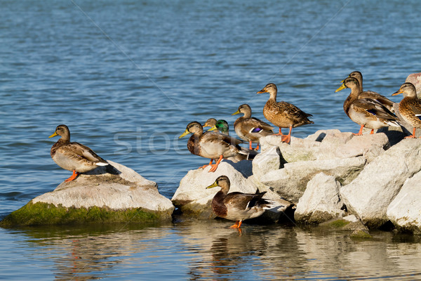Wild ducks Stock photo © digoarpi
