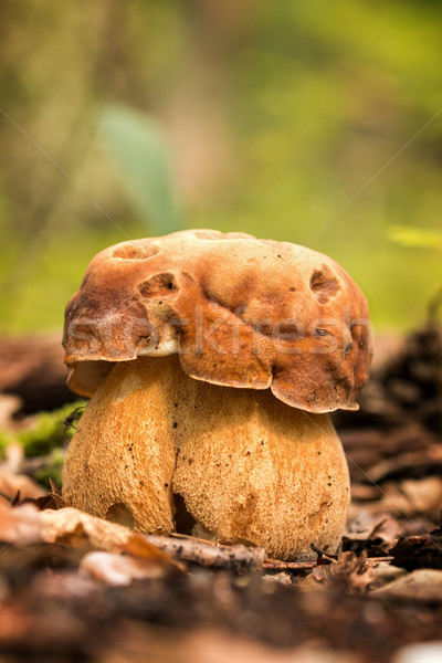 Porcini fungi Stock photo © digoarpi