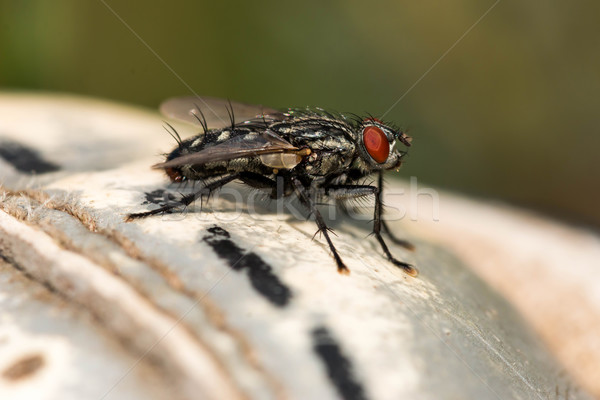 House fly Stock photo © digoarpi
