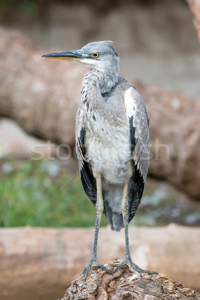 Gray heron (Ardea cinerea)  Stock photo © digoarpi