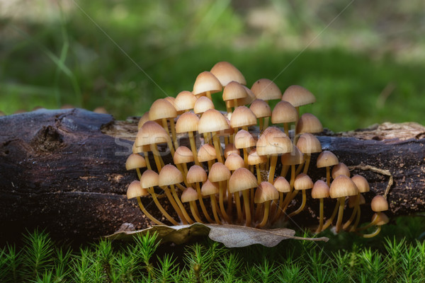 Csoport kicsi gombák moha makró háttér Stock fotó © digoarpi