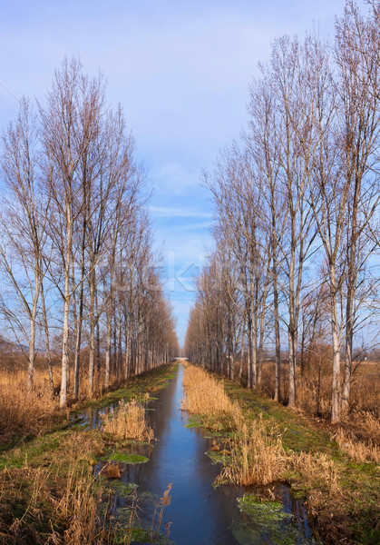 Manzara güzel paralel ağaç hat küçük Stok fotoğraf © digoarpi