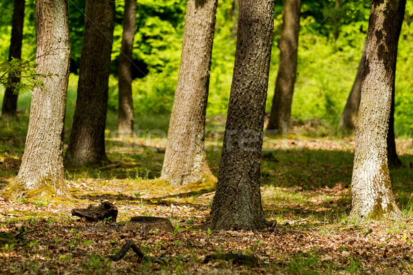 Forest Stock photo © digoarpi