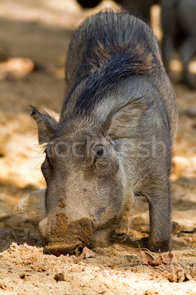 Young warthog Stock photo © digoarpi