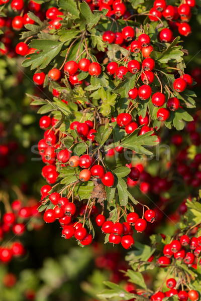 Mature nice red hawthorn berries Stock photo © digoarpi