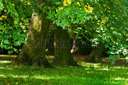 Lasu piękna harmonijny drzewo świetle Zdjęcia stock © digoarpi