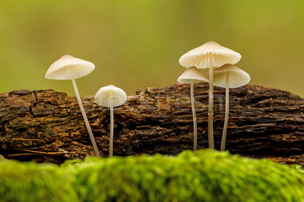 Nice close up picture from a small mushrooms Stock photo © digoarpi