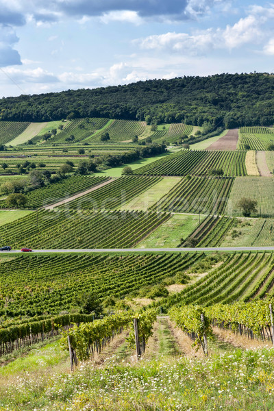 Szőlőskert gyönyörű sorok szőlőtermelés égbolt természet Stock fotó © digoarpi