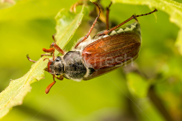Cserebogár közelkép levél fej növény rovar Stock fotó © digoarpi