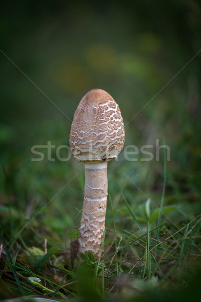Young Parasol mushroom in the morning sunlight Stock photo © digoarpi