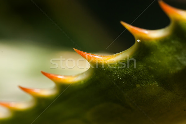 Tövis közelkép fény levél zöld citromsárga Stock fotó © digoarpi
