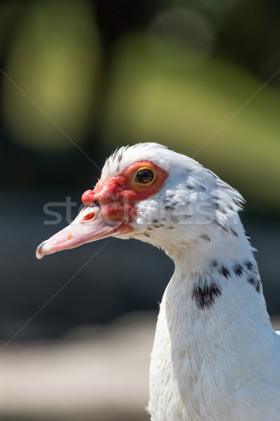 Muscovy duck Stock photo © digoarpi