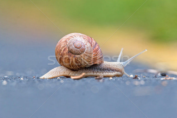 Burgundy snail (Helix pomatia) Stock photo © digoarpi