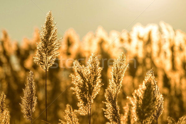 Common reed Stock photo © digoarpi