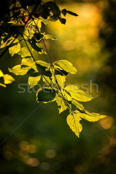 Beautiful, harmonious forest detail, with Cornelian cherry leave Stock photo © digoarpi