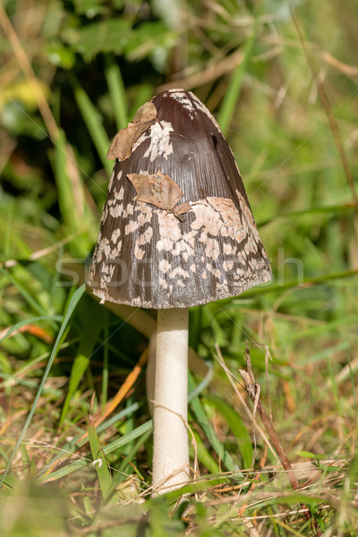 Desgrenhado nosso boné cogumelo grama floresta Foto stock © digoarpi