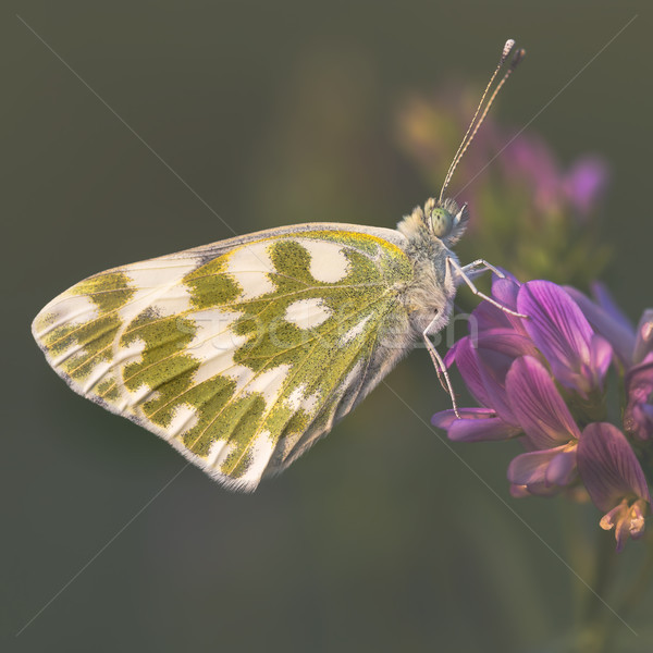 Kelebek beyaz çiçek bahar çim yeme Stok fotoğraf © digoarpi