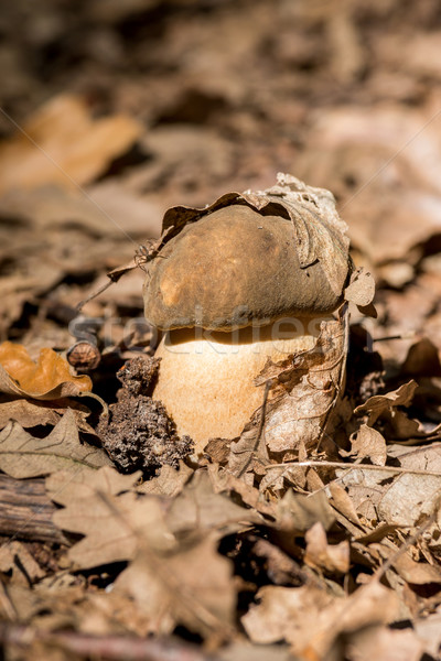 Cèpes cèpes mousse forêt alimentaire bois Photo stock © digoarpi
