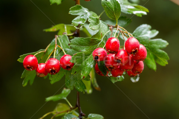 Mature nice red hawthorn berries Stock photo © digoarpi
