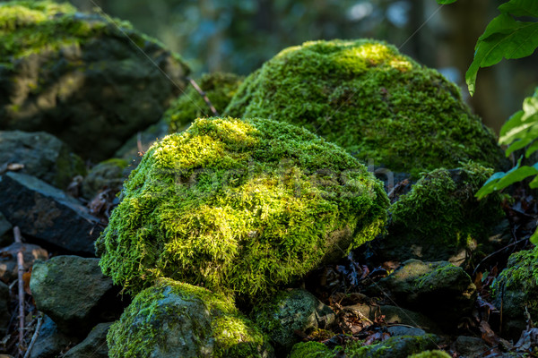 Bedeckt Felsen Moos Textur Natur grünen Stock foto © digoarpi