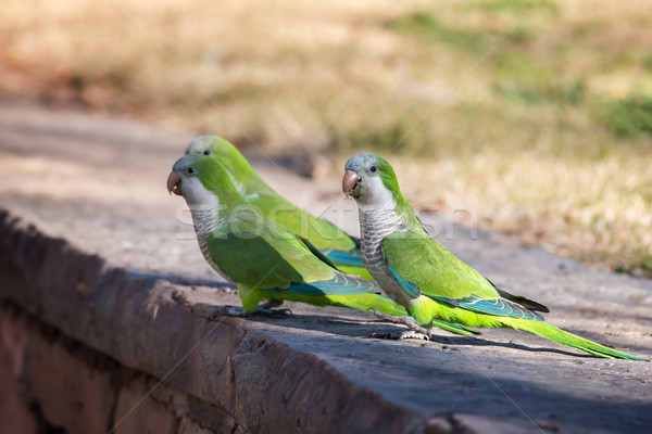 Stockfoto: Monnik · bos · natuur · vogel · groene · jungle