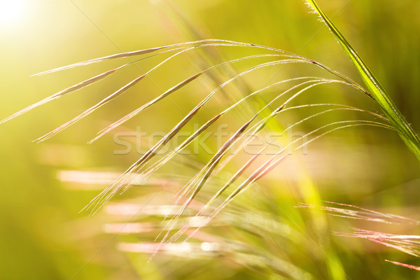 Grass Stock photo © digoarpi