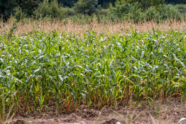 Сток-фото: кукурузы · области · сельскохозяйственный · дерево · лес