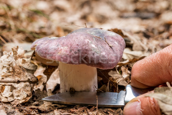 Red  russula mushroom in the forest Stock photo © digoarpi