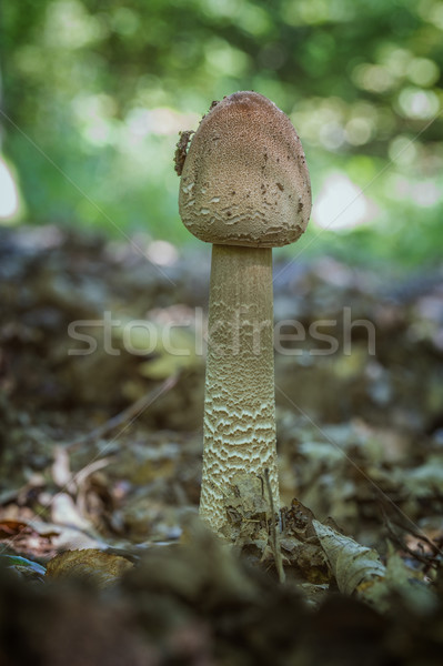 Imagine de stoc: Umbrela · de · soare · ciupercă · pădure · fundal · verde