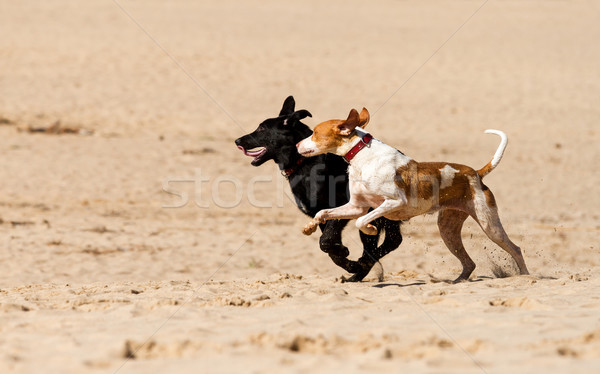 Stock fotó: Kutyák · játszik · homok · tavasz · kutya · természet