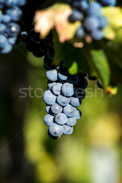 Sabroso azul uvas primer plano frutas verde Foto stock © digoarpi