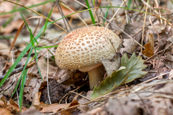 Essbar Pilze Wald Sommer Herbst Anlage Stock foto © digoarpi