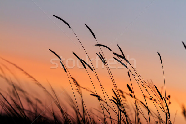 Gün batımı çim manzara harika ışık bahar Stok fotoğraf © digoarpi