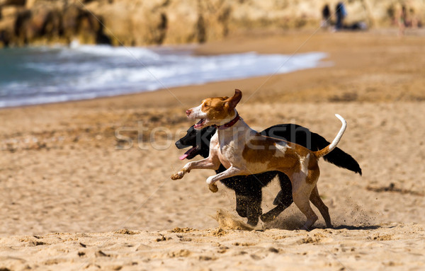 Honden spelen zand voorjaar hond natuur Stockfoto © digoarpi