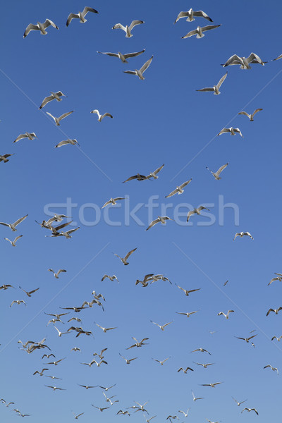 Stok fotoğraf: Martı · çok · mavi · gökyüzü · gökyüzü · güzellik · yaz