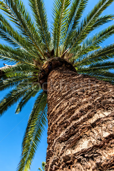 Palmera verano verde planta tropicales Foto stock © digoarpi