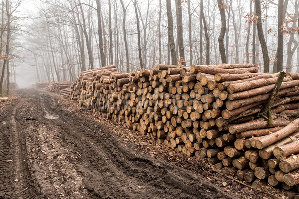 Big pile of wood Stock photo © digoarpi