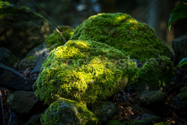 Cubierto rocas musgo forestales verde piedra Foto stock © digoarpi