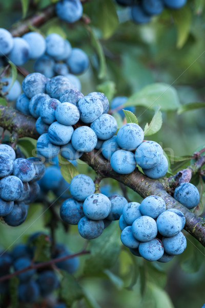 Sloe bush with many fruits Stock photo © digoarpi