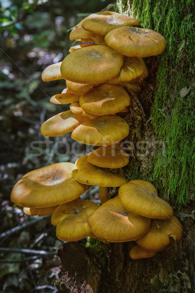 Ringless Honey Fungus (Armillaria tabescens) on the oak trunk of Stock photo © digoarpi