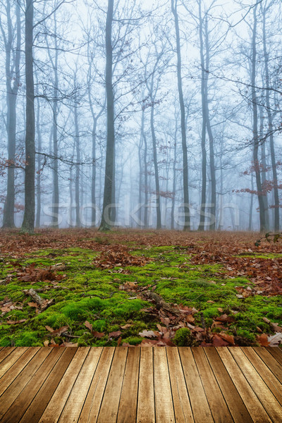 Mistyk mglisty dzień dąb lasu drzewo Zdjęcia stock © digoarpi