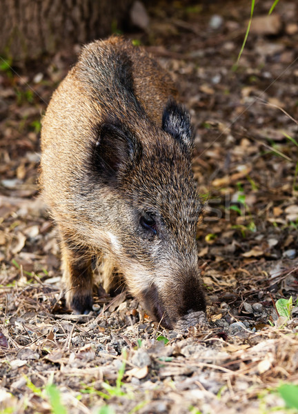 Wild boar Stock photo © digoarpi