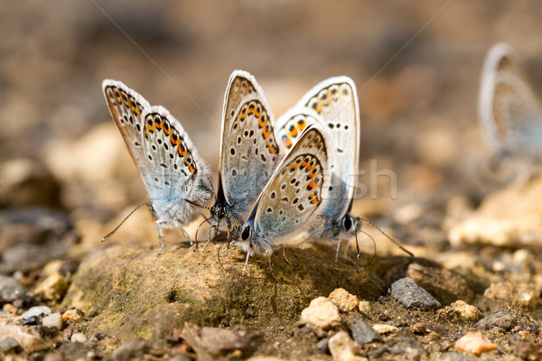 Butterflies Stock photo © digoarpi