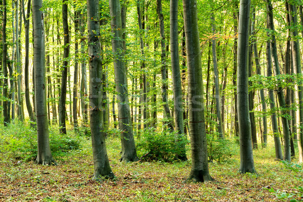 森林 落葉性の ヨーロッパの 木 日没 光 ストックフォト © digoarpi