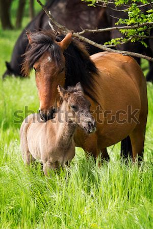 Horse family  Stock photo © digoarpi