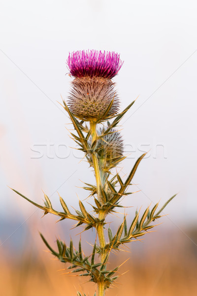 Purple thistle in green meadow Stock photo © digoarpi