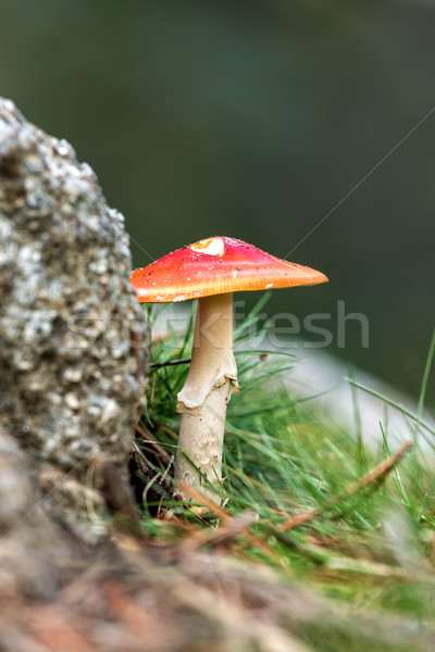 грибы молодые осень лес природы лет Сток-фото © digoarpi