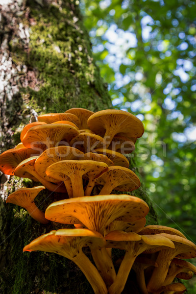 Ringless Honey Fungus (Armillaria tabescens) on the oak trunk of Stock photo © digoarpi