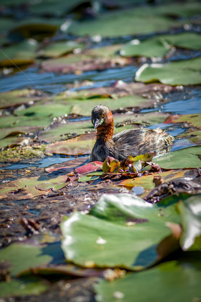 Little Little Grebe bird on the lake Stock photo © digoarpi