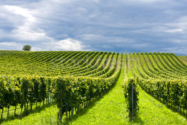 Winogron piękna krajobraz owoców piękna Zdjęcia stock © digoarpi